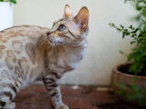 Chatte Bengal à vendre