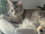 Recherche mâle Maine Coon pour saillie