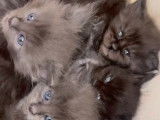 Chatons de race Maine Coon à vendre (2 femelles & 2 mâles)