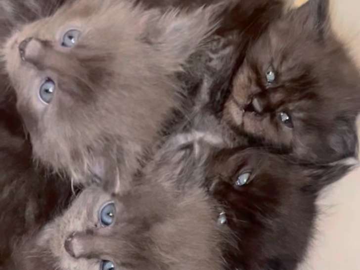 Chatons de race Maine Coon à vendre (2 femelles & 2 mâles)