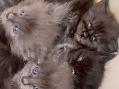 Chatons de race Maine Coon à vendre (2 femelles & 2 mâles)