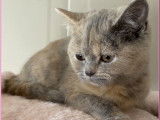 À vendre, 1 chatonne British Shorthair LOOF, née en août 2025