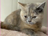 À vendre, 1 chatonne British Shorthair LOOF, née en août 2025