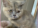 À vendre, 1 chatonne British Shorthair LOOF, née en août 2025