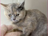 À vendre, 1 chatonne British Shorthair LOOF, née en août 2025