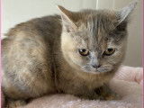 À vendre, 1 chatonne British Shorthair LOOF, née en août 2025