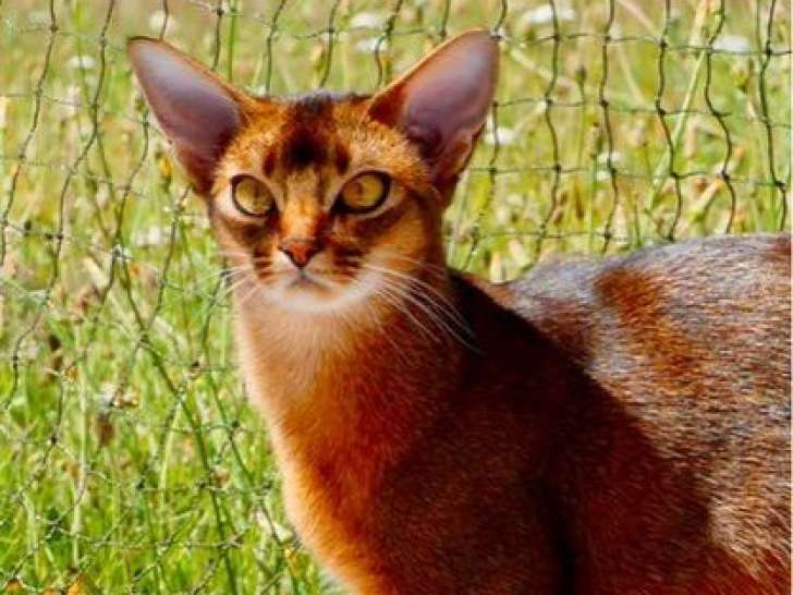 1 chatte Abyssin LOOF à vendre