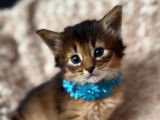 Chatons Somali à naître en mars 2026