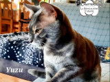 Disponible pour saillie, 1 chat Bengal LOOF de couleur blue charcoal