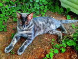 Disponible pour saillie, 1 chat Bengal LOOF de couleur blue charcoal