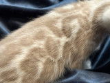 À réserver, 2 chatons Bengals LOOF