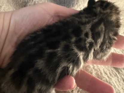 Chaton Mâle rosettes XXL issu d'un papa d'exception