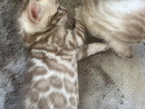Bumblebee - Mâle Snow Mink aux rosettes Xxl