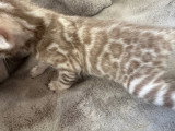 chatons bengal - top qualité