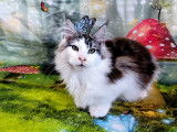 Chaton Maine Coon à vendre