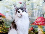Chaton Maine Coon à vendre