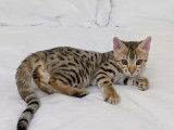 1 chaton femelle Bengal LOOF à vendre, née en octobre 2025