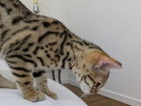 1 chaton femelle Bengal LOOF à vendre, née en octobre 2025