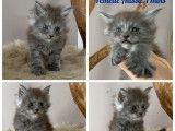 Réservation ouverte pour 2 chatons Maine Coons LOOF, 1 mâle et 1 femelle black smoke nés en décembre 2025