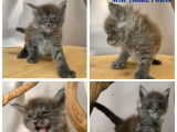 Réservation ouverte pour 2 chatons Maine Coons LOOF, 1 mâle et 1 femelle black smoke nés en décembre 2025