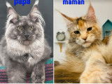 Réservation ouverte pour 2 chatons Maine Coons LOOF, 1 mâle et 1 femelle black smoke nés en décembre 2025