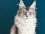 1 chatonne Maine Coon LOOF à vendre, black silver, née en 2025
