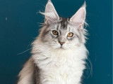 1 chatonne Maine Coon LOOF à vendre, black silver, née en 2025