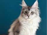 1 chatonne Maine Coon LOOF à vendre, black silver, née en 2025