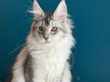 1 chatonne Maine Coon LOOF à vendre, black silver, née en 2025