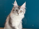 1 chatonne Maine Coon LOOF à vendre, black silver, née en 2025