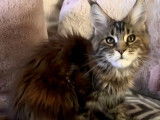 1 chatonne Maine Coon LOOF à vendre, née en septembre 2025