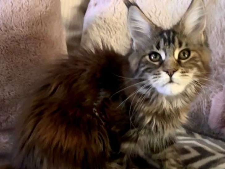 1 chatonne Maine Coon LOOF à vendre, née en septembre 2025