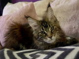 1 chatonne Maine Coon LOOF à vendre, née en septembre 2025