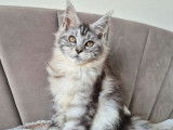 1 chatonne Maine Coon LOOF à vendre, née en octobre 2025