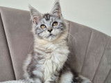 1 chatonne Maine Coon LOOF à vendre, née en octobre 2025