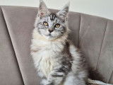 1 chatonne Maine Coon LOOF à vendre, née en octobre 2025