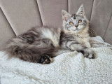 1 chatonne Maine Coon LOOF à vendre, née en octobre 2025