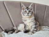 1 chatonne Maine Coon LOOF à vendre, née en octobre 2025