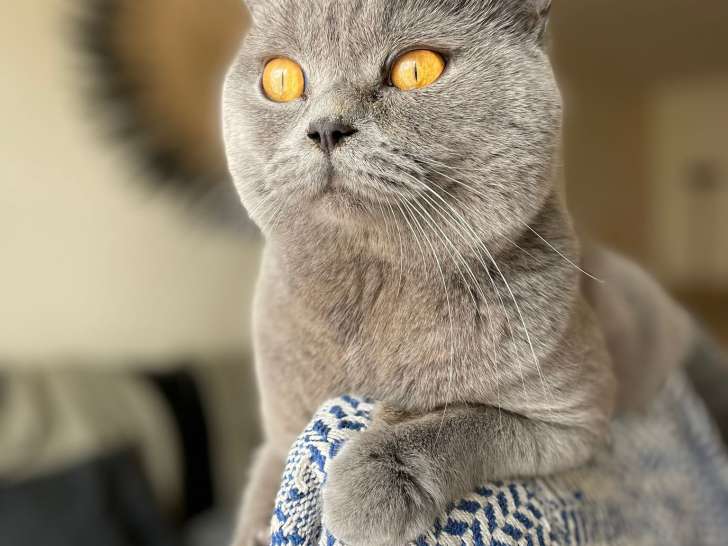 Mâle British Shorthair bleu LOOF disponible pour saillie