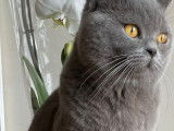 Mâle British Shorthair bleu LOOF disponible pour saillie