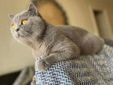 Mâle British Shorthair bleu LOOF disponible pour saillie