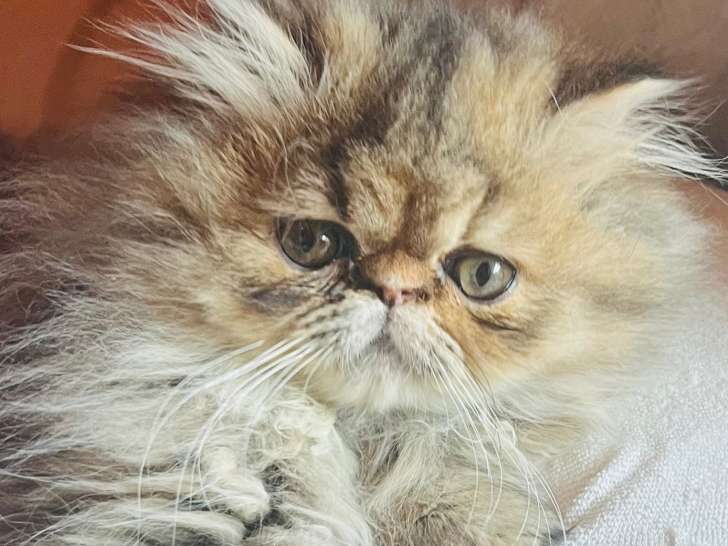 Chatons Persan LOOF à vendre