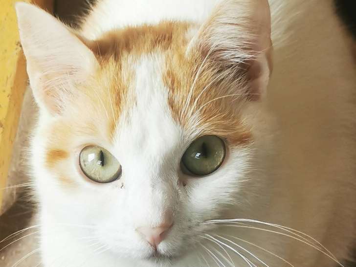 Isis, chatonne rousse à adopter en association