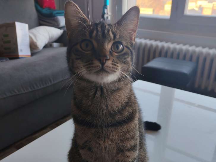 Apple, chatonne de type Européen à adopter en association