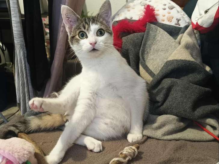 Skipp, chaton à adopter en association