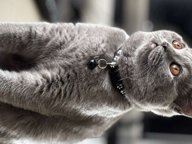 Jeune chat British Shorthair à vendre