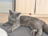 Jeune chat British Shorthair à vendre