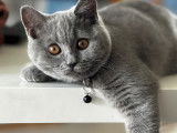 Jeune chat British Shorthair à vendre