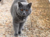 Jeune chat British Shorthair à vendre