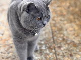Jeune chat British Shorthair à vendre